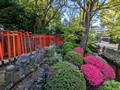 Nezu Shrine Tokyo, Japan 23-3P-_0279