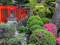 Nezu Shrine Tokyo, Japan 23-3P-_0280