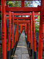 Nezu Shrine Tokyo, Japan 23-3P-_0281