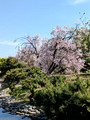 Hamarikyu Gardens Tokyo, Japan 23-3L-_3320