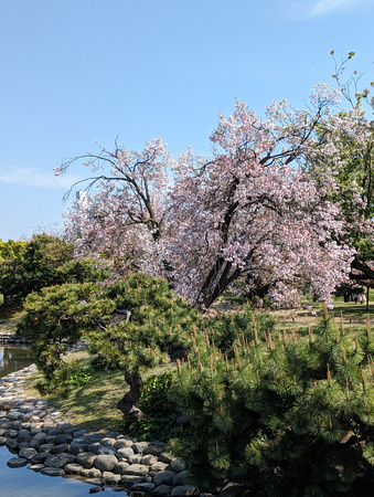 Hamarikyu Gardens Tokyo, Japan 23-3L-_3320