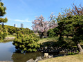 Hamarikyu Gardens Tokyo, Japan 23-3P-_0379