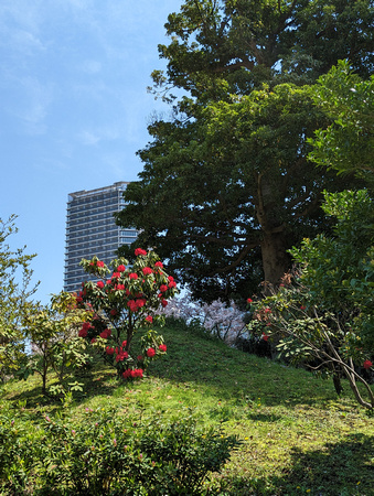 Kyu Shiba Rikyu Garden  Tokyo, Japan 23-3L-_3280