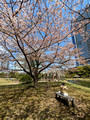 Kyu Shiba Rikyu Garden  Tokyo, Japan 23-3L-_3283