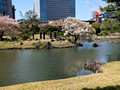 Kyu Shiba Rikyu Garden  Tokyo, Japan 23-3L-_3285