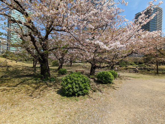 Kyu Shiba Rikyu Garden  Tokyo, Japan 23-3P-_0334