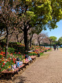 Ukima Park Tokyo, Japan 23-3L-_3269