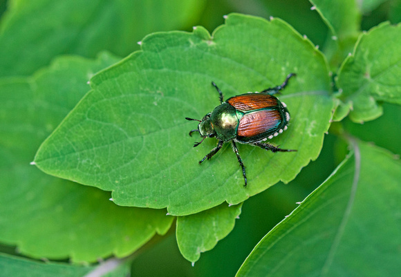 Japanese Beetle Red Cedar State Trail 17-7-03423