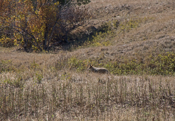Coyote Sage Creek Rim Road Badlands National Park  17-10-01012