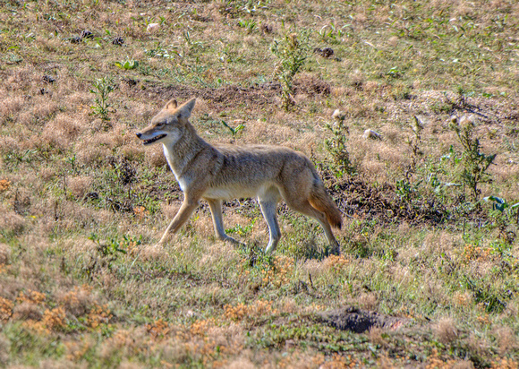 Coyote Wildlife Loop Custer State Park 17-10-01948