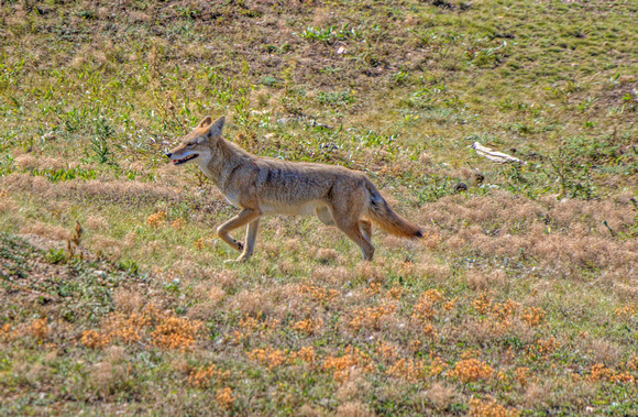 Coyote Wildlife Loop Custer State Park 17-10-01951