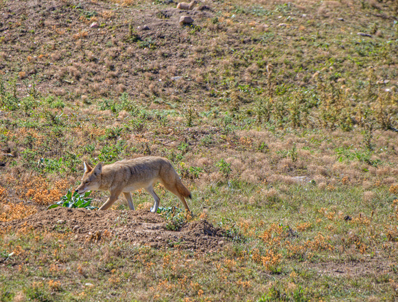 Coyote Wildlife Loop Custer State Park 17-10-01954a