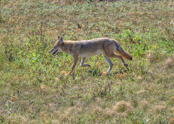 Coyote Wildlife Loop Custer State Park 17-10-01957
