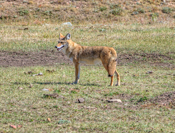 Coyote Wildlife Loop Custer State Park 17-10-01977