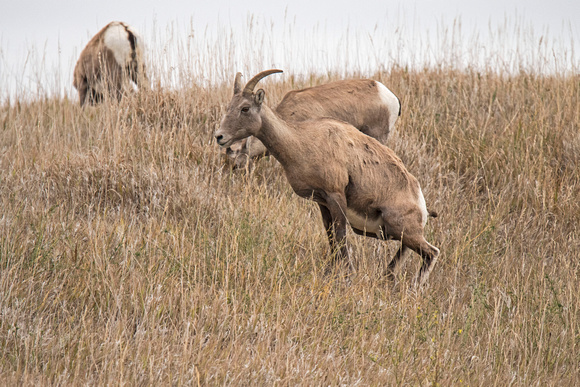 Bighorn Sheep Badlands National Park 17-10-03222