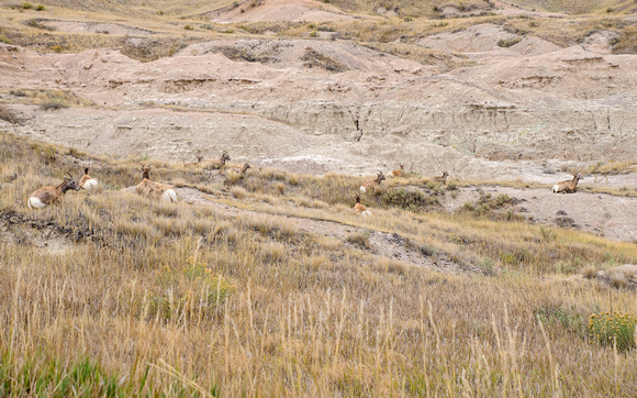 Bighorn Sheep Badlands National Park 17-10-02218