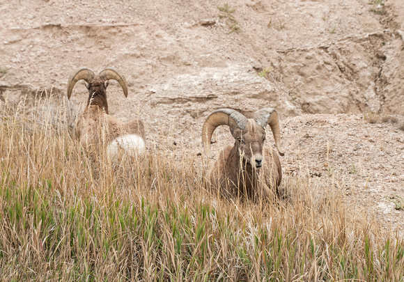Bighorn Sheep Badlands National Park 17-10-02221