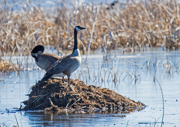 Canada Geese Crex Meadows Wildlife Area 18-4-05740