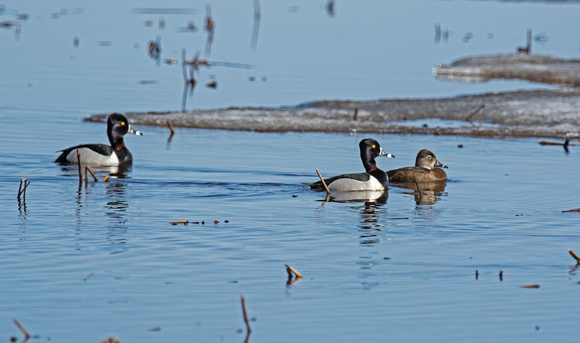 Ring-necked Ducks Crex Meadows Wildlife Area 18-4-05485