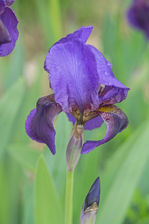 Iris Duluth Rose Garden 18-6-09279