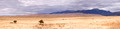 Great Sand Dunes National Park Panorama 18-4-02780