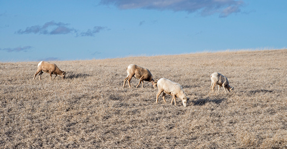 Bighorn Sheep Badlands National Park 18-4-03555