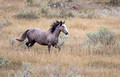 Wild Horses Theodore Roosevelt National Park 18-9-01539