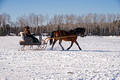 Northwoods Harness Club Sleigh and Cutter Rally Ashland 17-1-2291