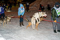 CopperDog 150 Sled Dog Race 2014