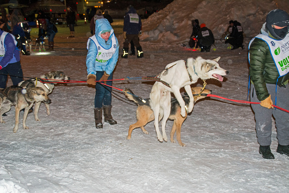 CopperDog 150 Sled Dog Race 14-3-_0542