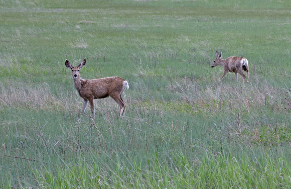 Mule Deer Badlands National Park 19-6-01364