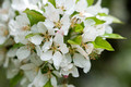Apple Blossoms Leif Erikson Park 19-6-03509