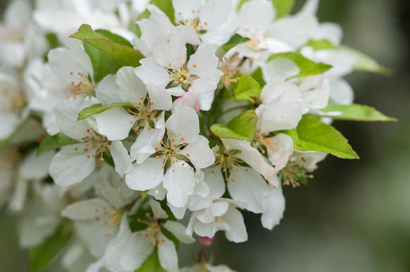 Apple Blossoms Leif Erikson Park 19-6-03509