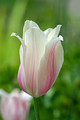 Tulip Leif Erikson Park 19-6-03494
