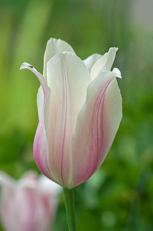 Tulip Leif Erikson Park 19-6-03494