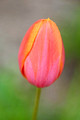 Tulip Leif Erikson Park 19-6-03496