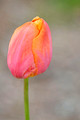 Tulip Leif Erikson Park 19-6-03497