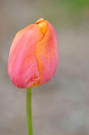 Tulip Leif Erikson Park 19-6-03497