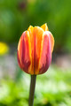 Tulip Leif Erikson Park 19-6-03522