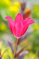 Tulip Leif Erikson Park 19-6-03524