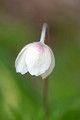 Canada Anemone Wild Ones Flower Garden 18-6-09245