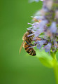 Honey Bee 14-8-_0573