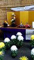 Chrysanthemum Exhibit Yushima Tenmangu Shrine Bunkyo City Tokyo Japan 19-11L-_3687