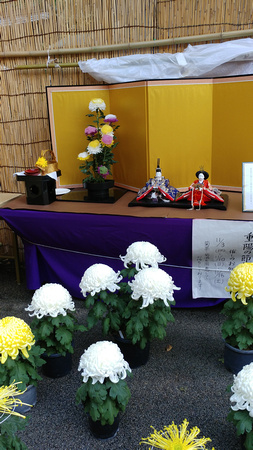 Chrysanthemum Exhibit Yushima Tenmangu Shrine Bunkyo City Tokyo Japan 19-11L-_3687