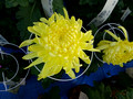 Chrysanthemum Exhibit Yushima Tenmangu Shrine Bunkyo City Tokyo Japan 19-11P-_2948