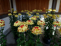 Chrysanthemum Exhibit Yushima Tenmangu Shrine Bunkyo City Tokyo Japan 19-11P-_2943