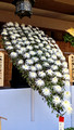 Chrysanthemum Exhibit Yushima Tenmangu Shrine Bunkyo City Tokyo Japan 19-11L-_3700