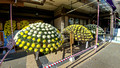 Chrysanthemum Exhibit Yushima Tenmangu Shrine Bunkyo City Tokyo Japan 19-11L-_3704