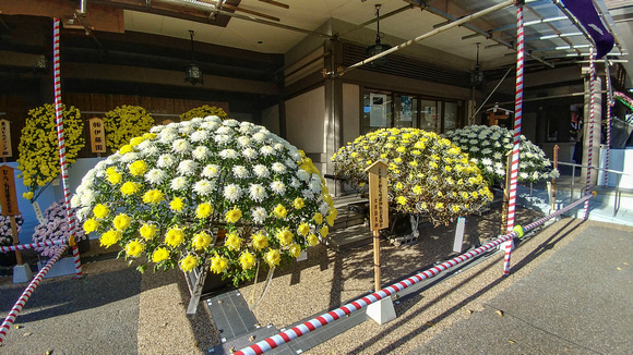 Chrysanthemum Exhibit Yushima Tenmangu Shrine Bunkyo City Tokyo Japan 19-11L-_3704