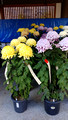 Chrysanthemum Exhibit Yushima Tenmangu Shrine Bunkyo City Tokyo Japan 19-11L-_3712